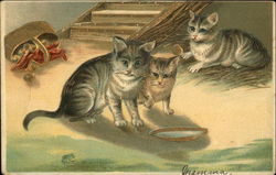 Three Cats Drinking Milk From Dish Postcard