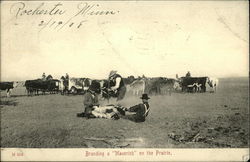 Branding a Maverick on the Prairie Postcard