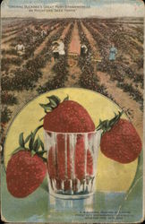 Growing Buckbee's Great Ruby Strawberries on Rockford Seed Farms Fruit Postcard Postcard