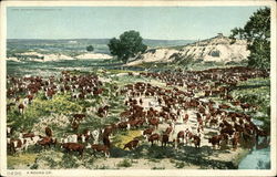 A Round Up of Cattle Postcard