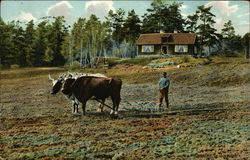 Farmer Plows Field with Oxen Postcard