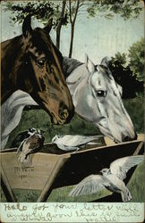 Horses At Trough Postcard