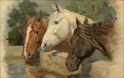 Red, White and Black Horses Drinking from Trough Postcard