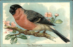 The Bullfinch Birds Postcard Postcard