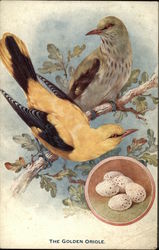 The Golden Oriole Birds Postcard Postcard