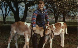 Narrow Park - Boy and Calves Coldwater, MI Postcard Postcard