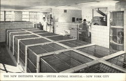 Speyer Animal Hospital - Distemper Ward New York, NY Postcard Postcard