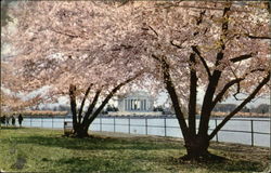 Jefferson Memorial Postcard