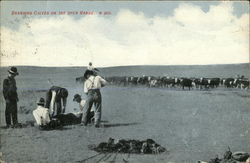 Branding Calves on the Open Range Postcard