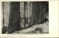 In the Sierras, California Sugar Pines, Yuba Co., Calif Clipper Mills, CA Postcard Postcard