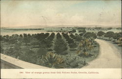 View of Orange Groves for Odd Fellows Home Postcard