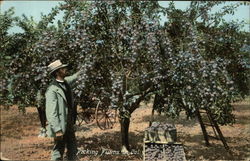 Picking Plums California Postcard Postcard