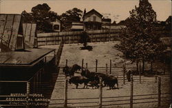 Zoological Garden - Buffalo House Cincinnati, OH Postcard Postcard