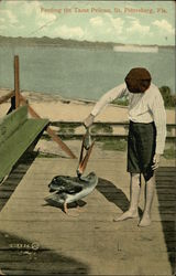 Feeding the Tame Pelican Postcard