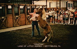 "Kristina" - Land of Little Horses Gettysburg, PA Postcard Postcard