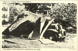 Victim Of A Falling Tree On The Highway Postcard