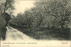 Apple Orchard - The Oaklands Gardiner, ME Postcard Postcard