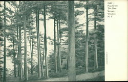 Pine Grove at The Glen Springs Watkins Glen, NY Postcard Postcard