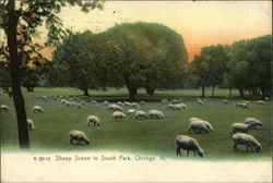 Sheep in South Park Postcard