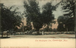 The Washington Elm Cambridge, MA Postcard Postcard