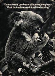 Koala "Qantas treats you better all around, they boast. What that airline needs is a little humility Postcard Postcard