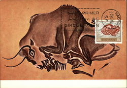 Bisonte Hembra Postcard