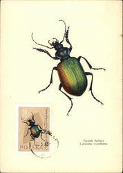 Forest caterpillar hunter (Calosoma sycophanta) Maximum Cards Postcard Postcard