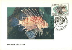 The red lionfish (Pterois volitans) Postcard