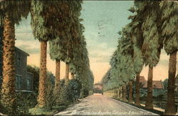 Palm Drive near Adams Street Los Angeles, CA Postcard Postcard