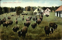 Buffalo, Corbins Park Postcard