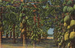 A Papaya Plantation In Miami, Mountain Lake Florida Postcard Postcard