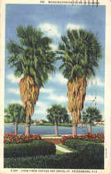 Washingtonian Palms In Florida, Coffee Pot Drive Postcard