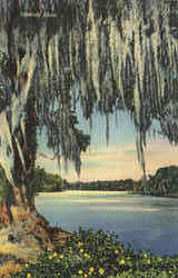 Spanish Moss Scenic, FL Postcard Postcard