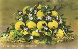 Grapefruit And Blossoms In Florida Postcard