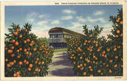 Train Passing Through An Orange Grove In Florida Scenic, FL Postcard Postcard