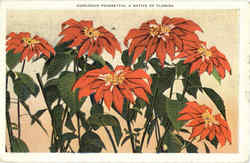 Gorgeous Poinsettia Postcard