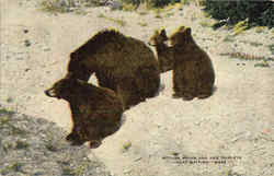 Mother Bruin And Her Triplets Just Waiting Postcard