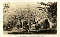 Apple Blossom Time at East Northfield, Mass Massachusetts Postcard Postcard