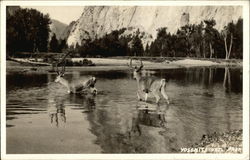 Deer - Yosemite National Park Postcard Postcard