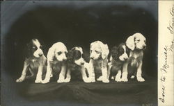 Portrait of Six Dogs Postcard Postcard