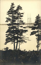 Trees on West Boothbay Harbor Postcard