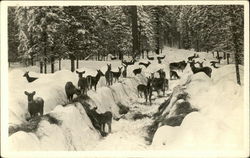 Deer in Snowbanks of Road Postcard Postcard