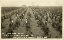 Loganberry Picking, U.S. Boys Working Reserve Camp, Vineyard of L.W. Roberts Salem, OR Postcard Postcard