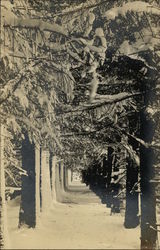 View Down Tree Lined Sidewalk Landscapes Postcard Postcard