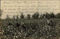 Picking Cotton Postcard