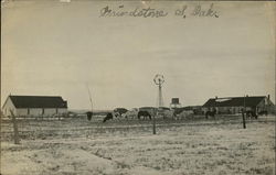 View of Horses on Ranch Grindstone, SD Postcard Postcard