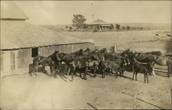 Horses in Corral Postcard