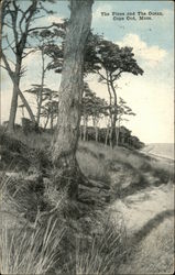 The Pines and the Ocean Postcard