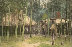 Natives Standing Among Bamboo Trees Postcard