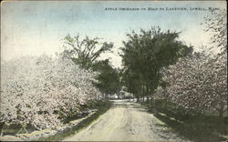 Apple Orchards on Road to Lakeview Lowell, MA Postcard Postcard